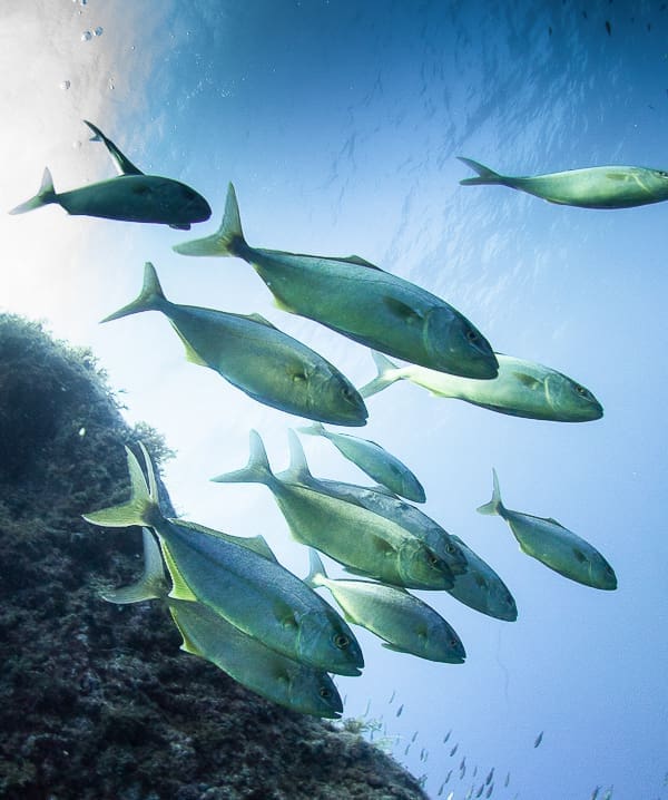 Dive in to discover 6 marine life species living in Gozo!