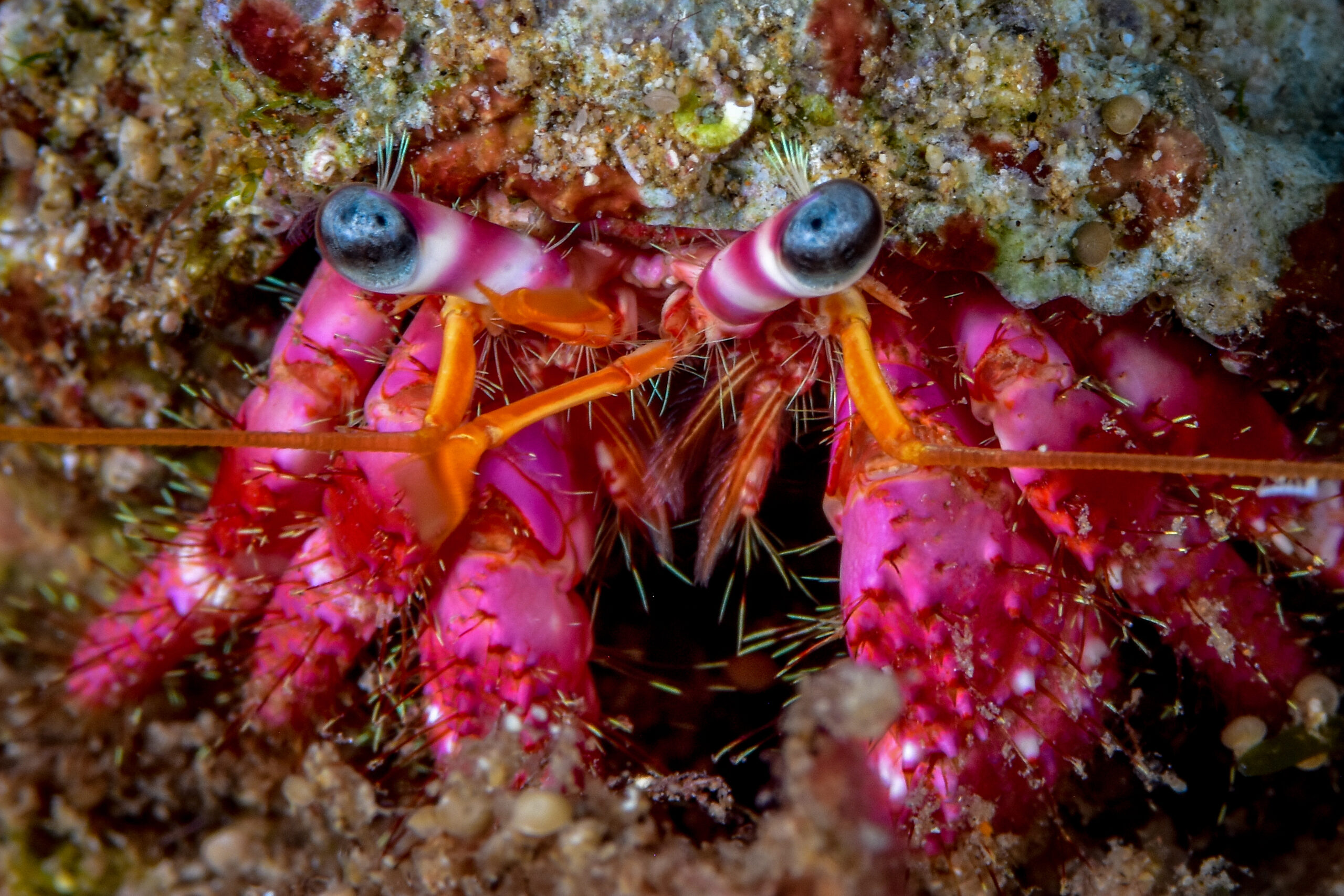 It’s a win-win situation when you dive in Gozo!