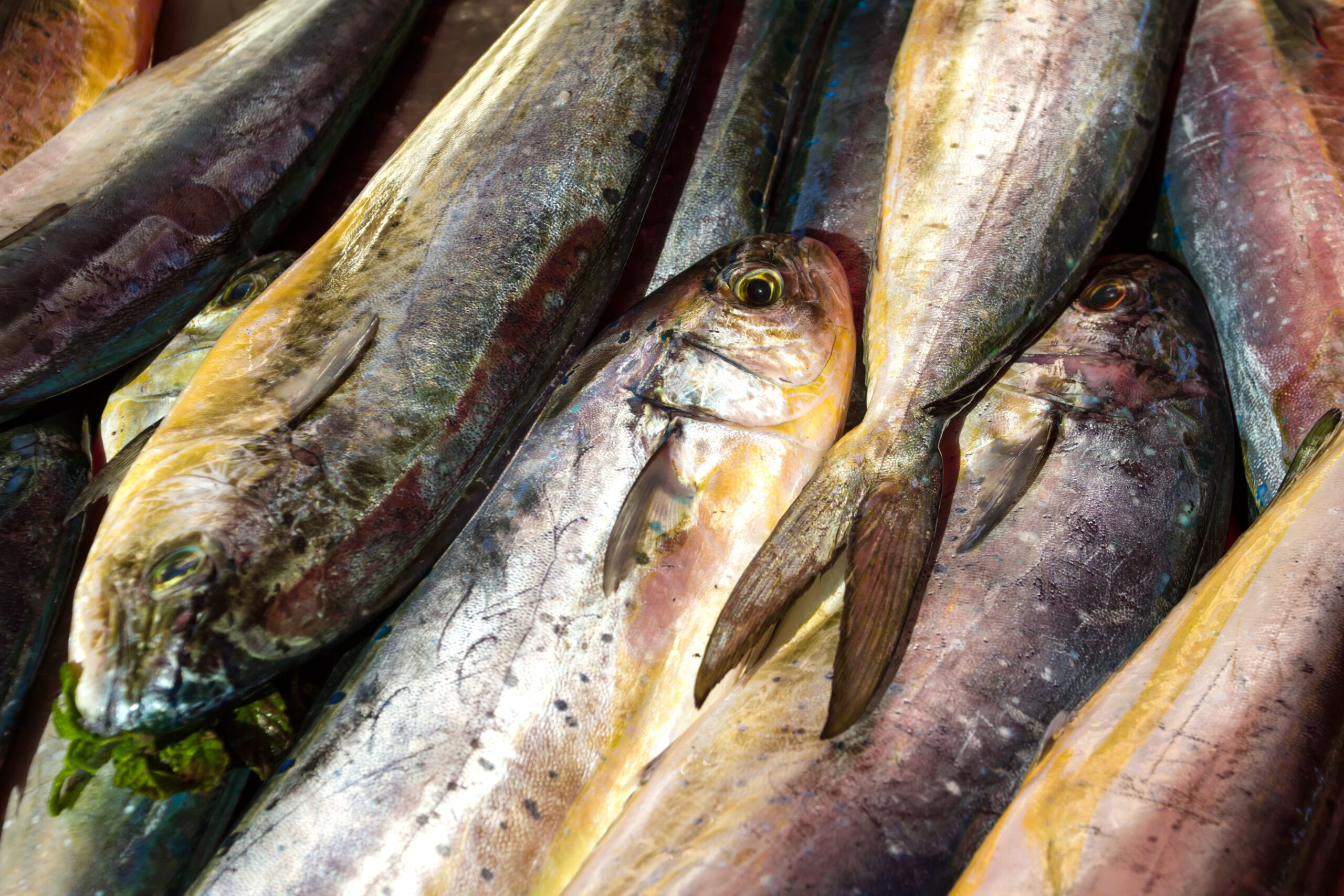 Catch of the Day – Favourite Fish Dishes in Gozo!