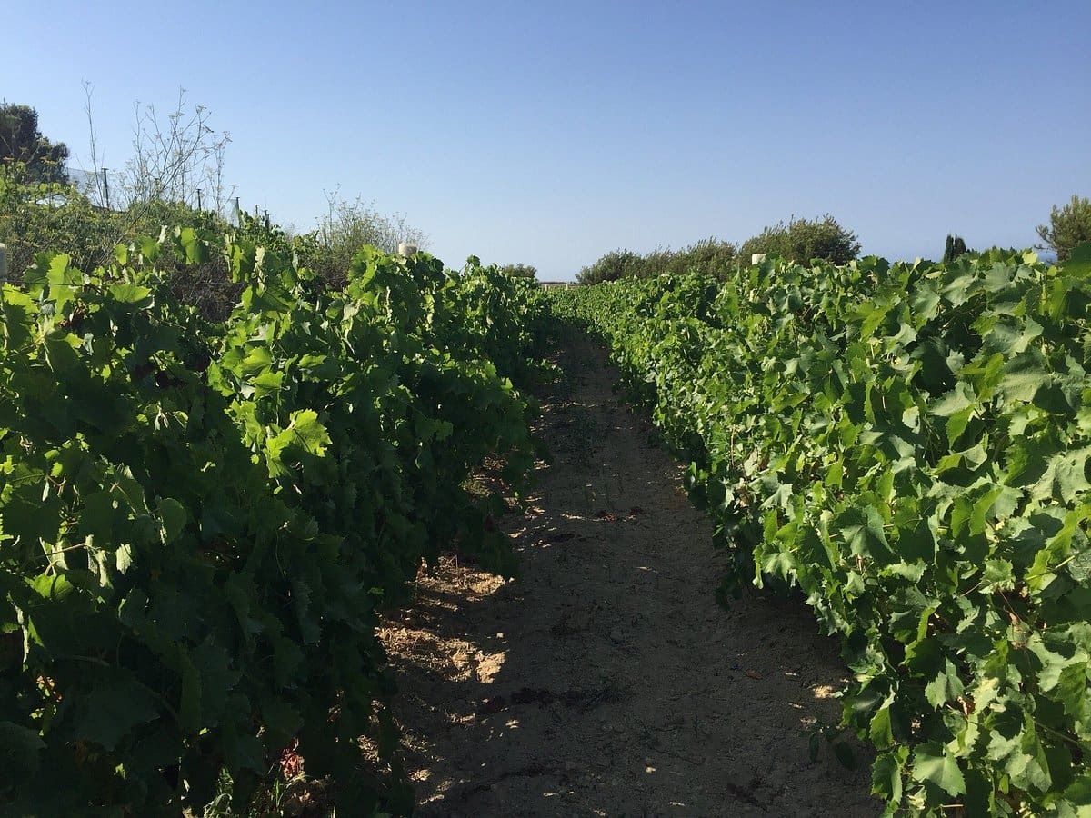 From Gozitan Vines to Prestigious Wines