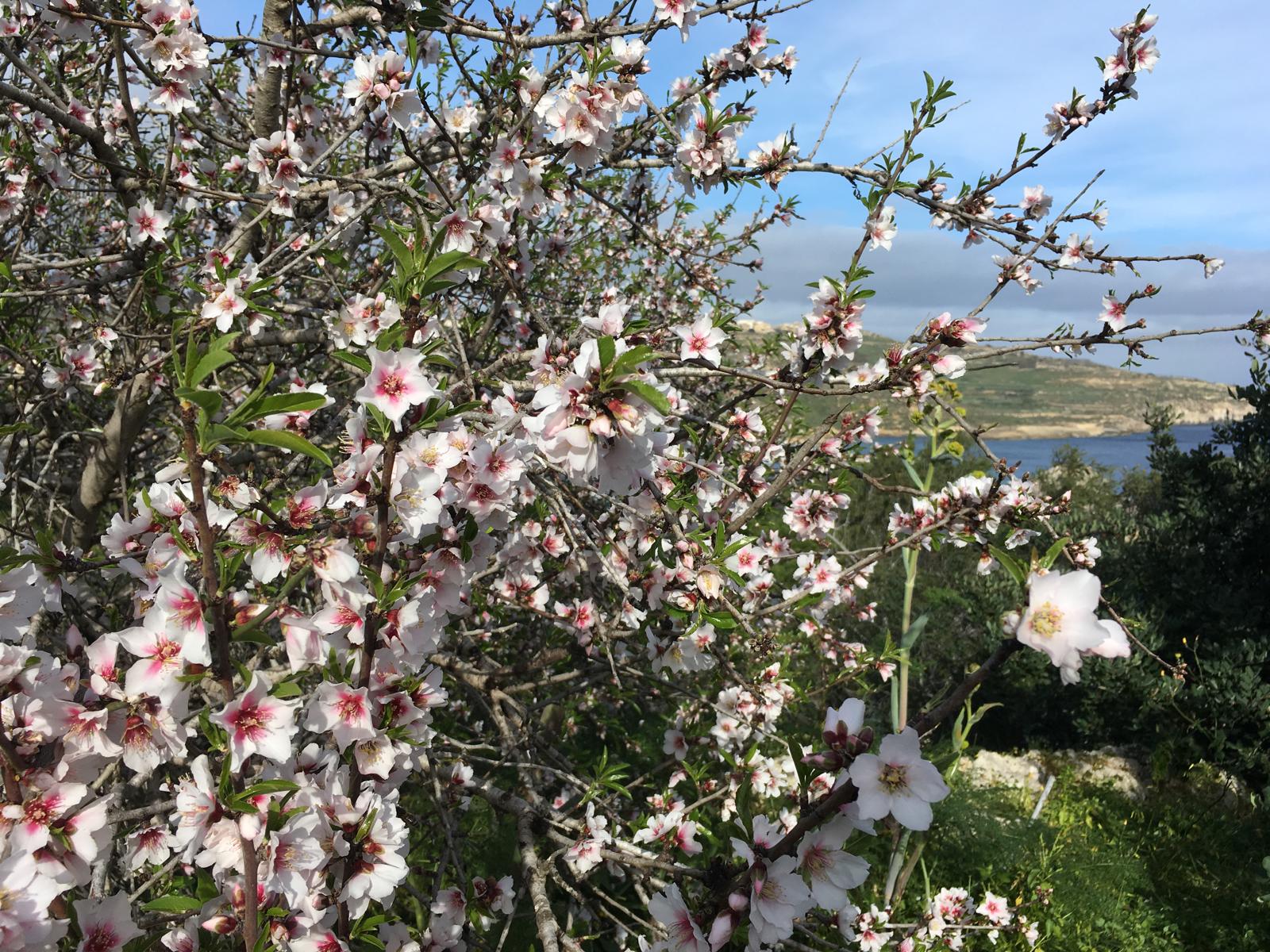 Figolli: Gozo’s Timeless Easter Sweet
